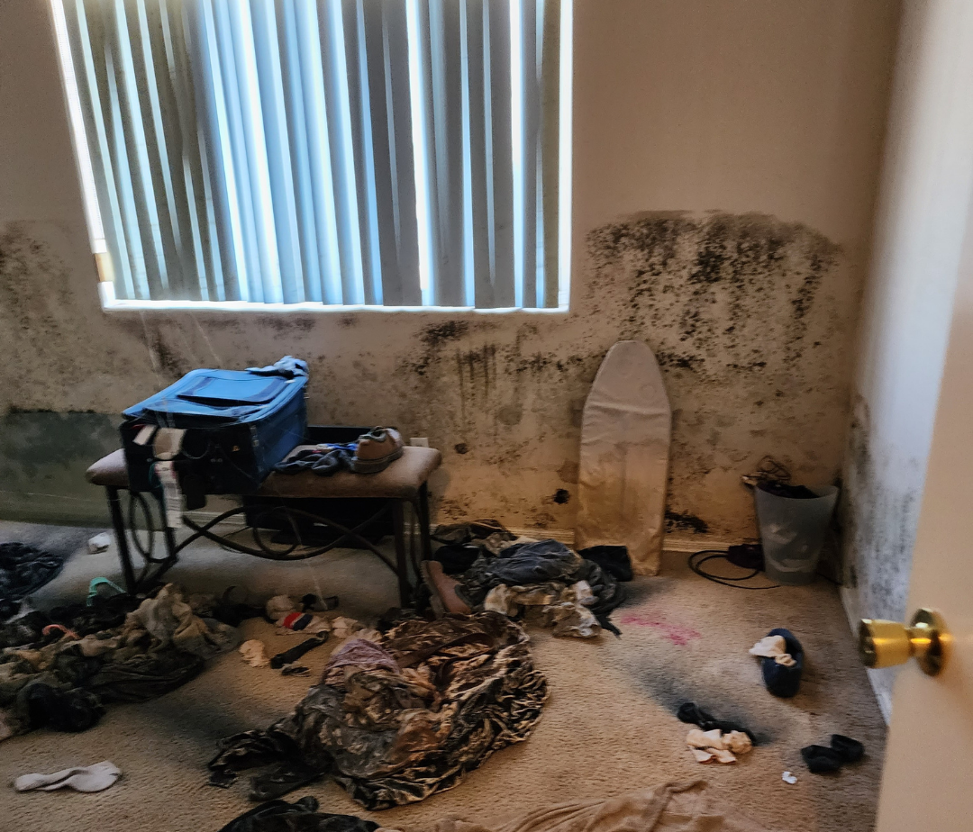 water damage, mold remediation, mold removal